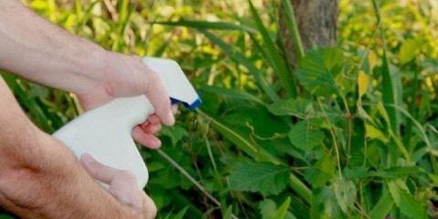 Kako se riješiti trave u dvorištu i vrtu narodnim lijekovima